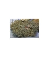 Anthelia spp. - Star Polyp - Blue