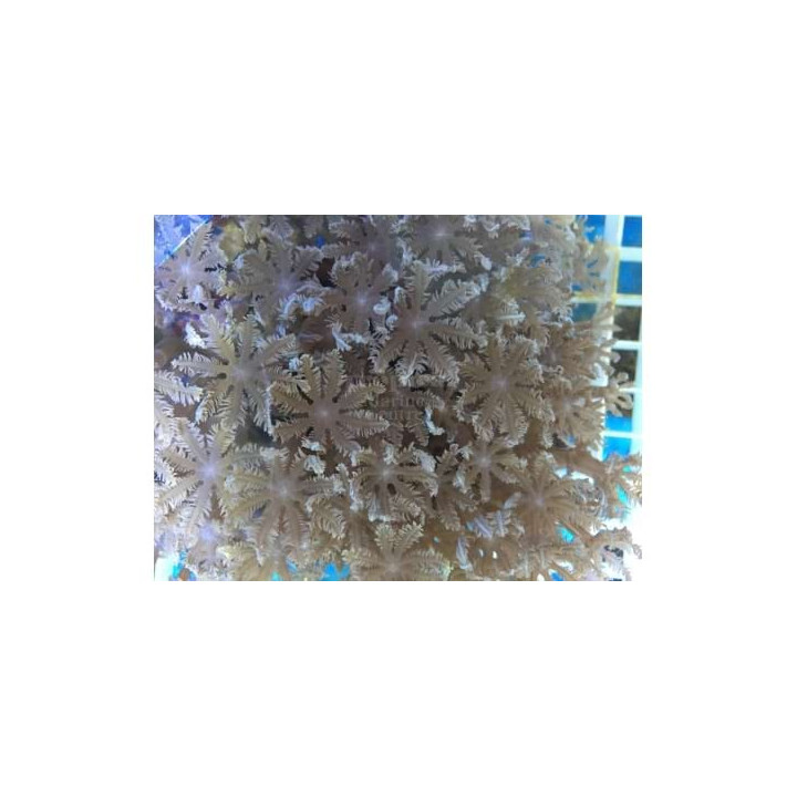Clavularia spp. - Star Polyp - Clove