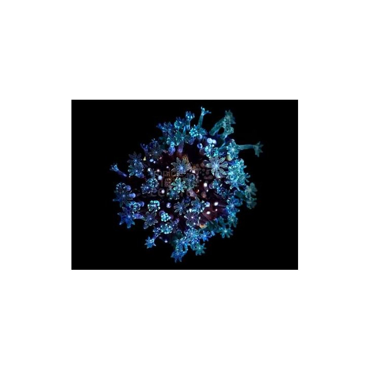 Clavularia spp. - Star Polyp - Clove Cultured