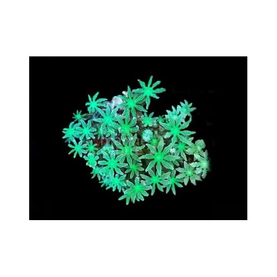 Clavularia spp. - Star Polyp - Clove Green