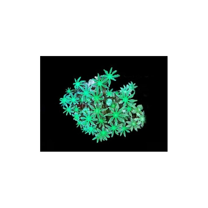 Clavularia spp. - Star Polyp - Clove Green