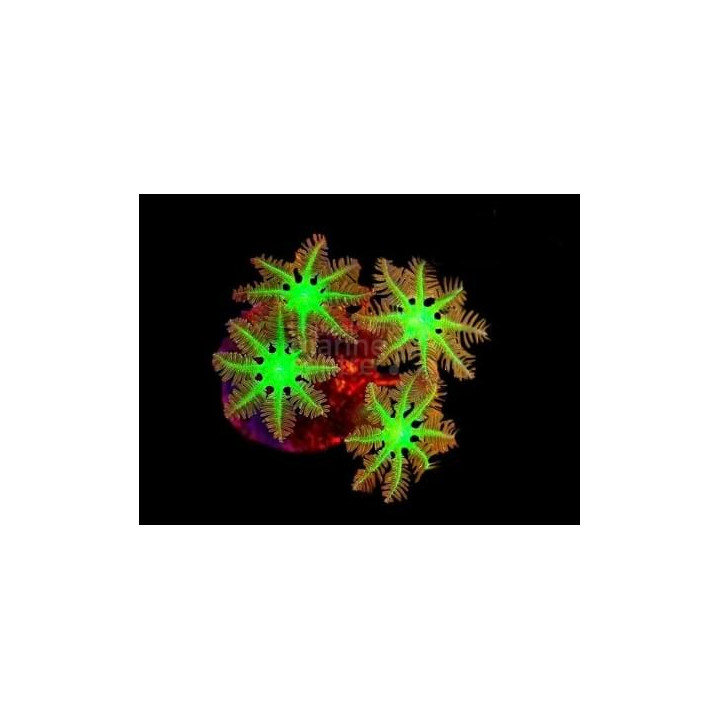 Clavularia spp. - Star Polyp - Clove Green Cultured