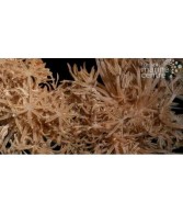 Anthelia spp. - Star Polyp - Feather