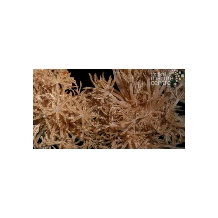 Anthelia spp. - Star Polyp - Feather
