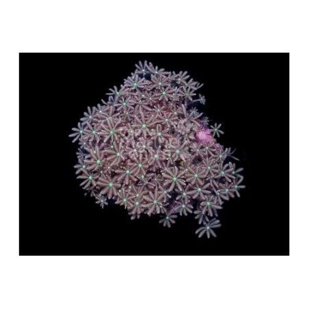 Cervera spp. - Star Polyp - Jasmin