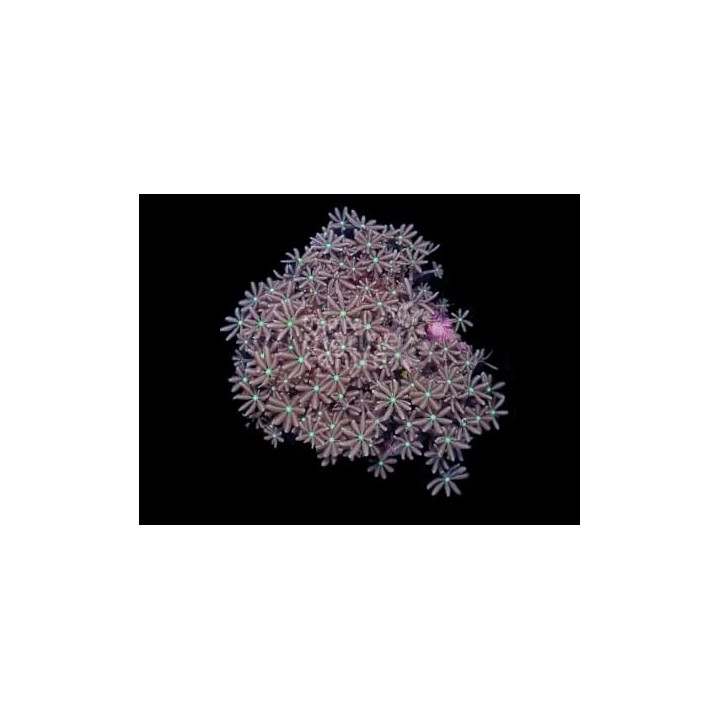 Cervera spp. - Star Polyp - Jasmin