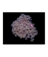 Cervera spp. - Star Polyp - Jasmin Cultured