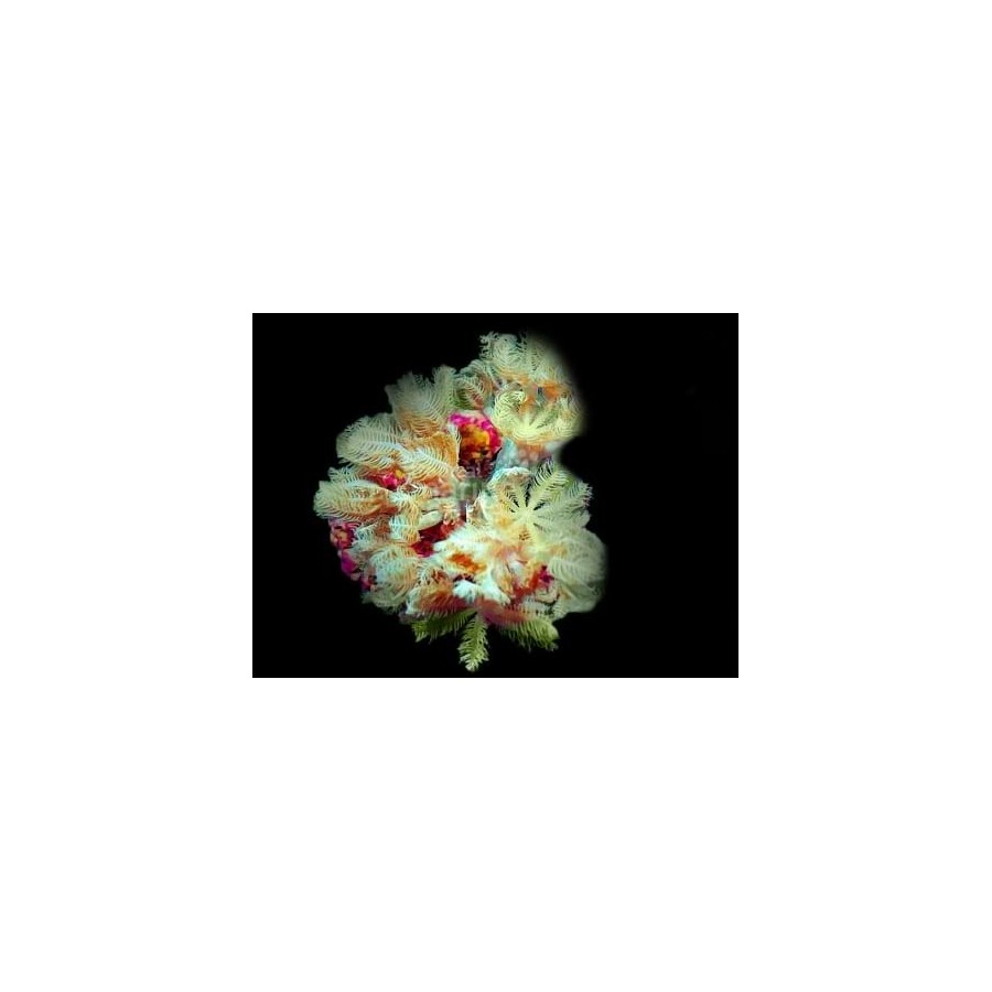 Xenia spp. - Star Polyp - Pulse Green/White Cultured