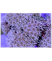 Anthelia spp. - Star Polyp - White