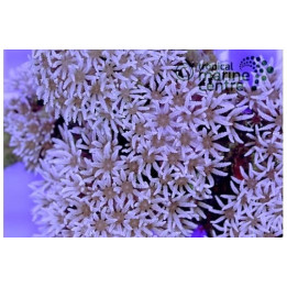 Anthelia spp. - Star Polyp - White