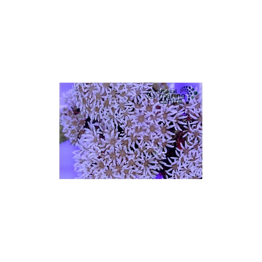 Anthelia spp. - Star Polyp - White