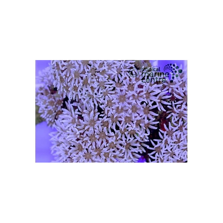 Anthelia spp. - Star Polyp - White