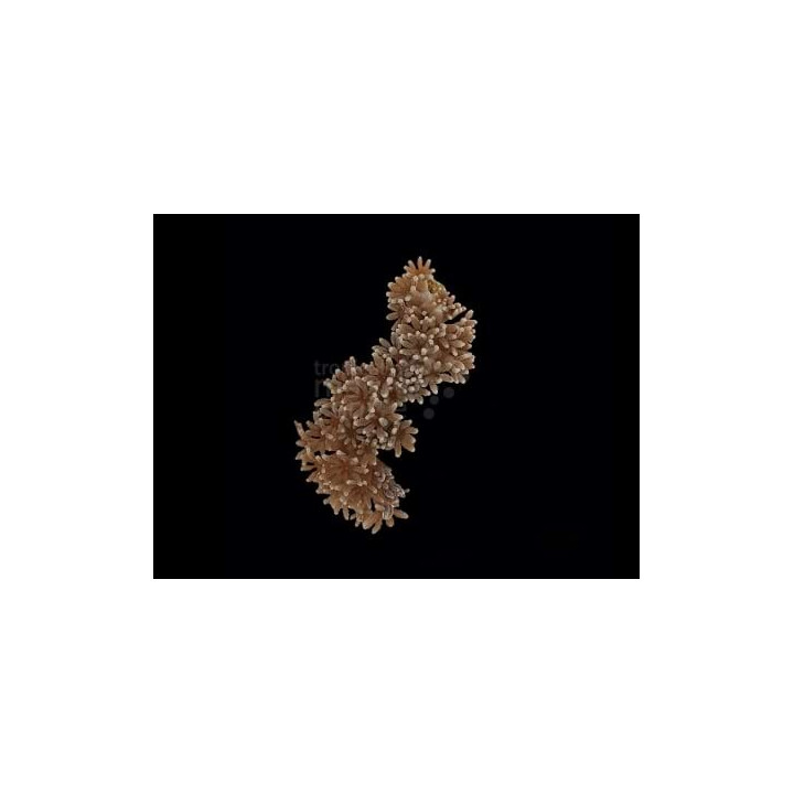 Anthelia spp. - Star Polyp - White