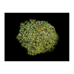 Pachyclavularia violacea - Star Polyp - White Spot