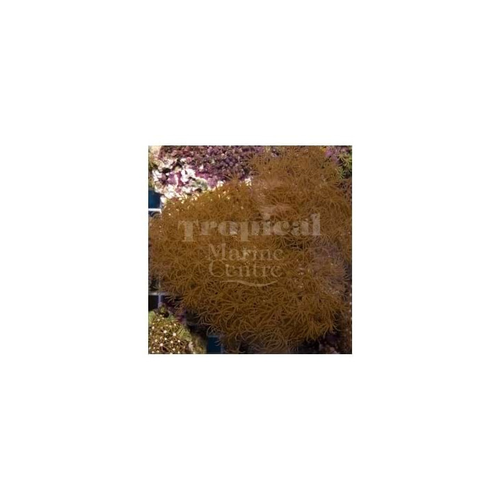 Pachyclavularia violacea - Star Polyp - Xenia