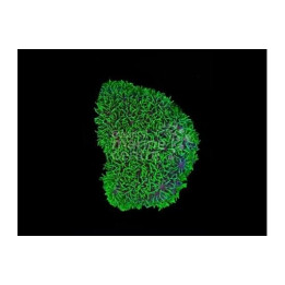 Pachyclavularia violacea - Star Polyp - Xenia Green