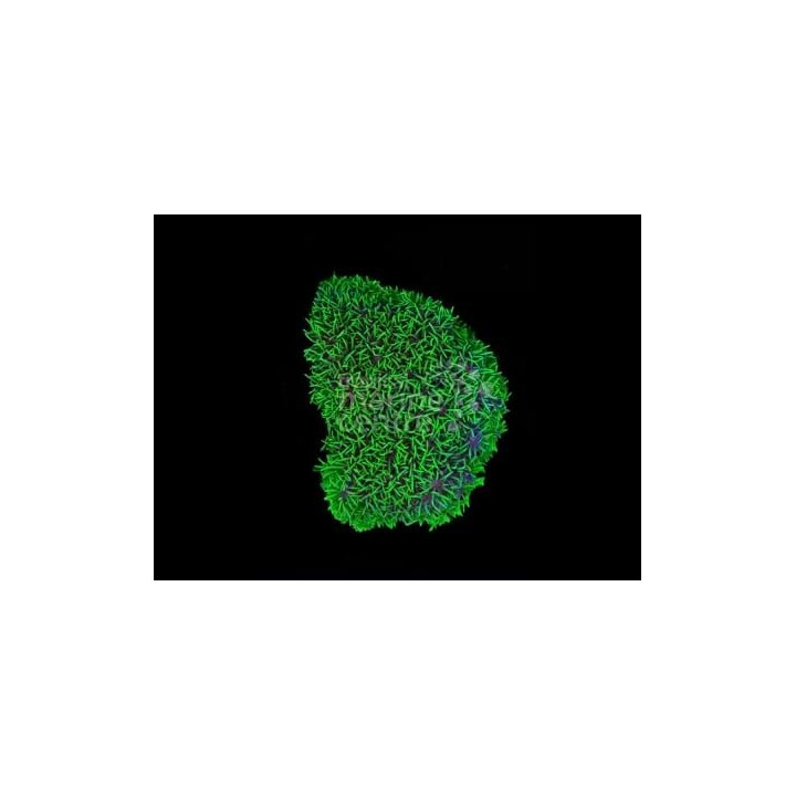Pachyclavularia violacea - Star Polyp - Xenia Green Cultured
