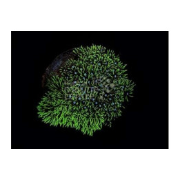 Pachyclavularia violacea - Star Polyp - Xenia Met Green