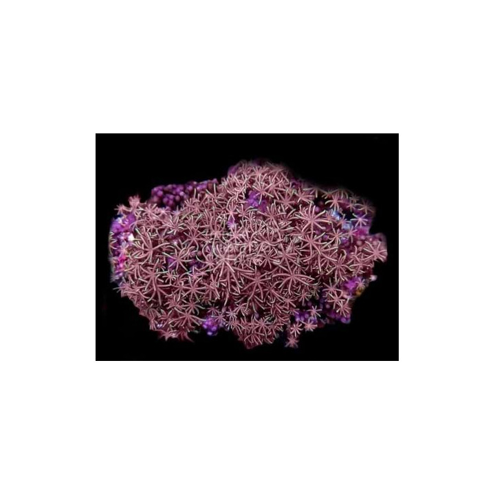 Pachyclavularia violacea - Star Polyp - Xenia Silver -
