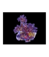 Acrozoanthus spp. - Tree Polyp