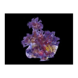 Acrozoanthus spp. - Tree Polyp