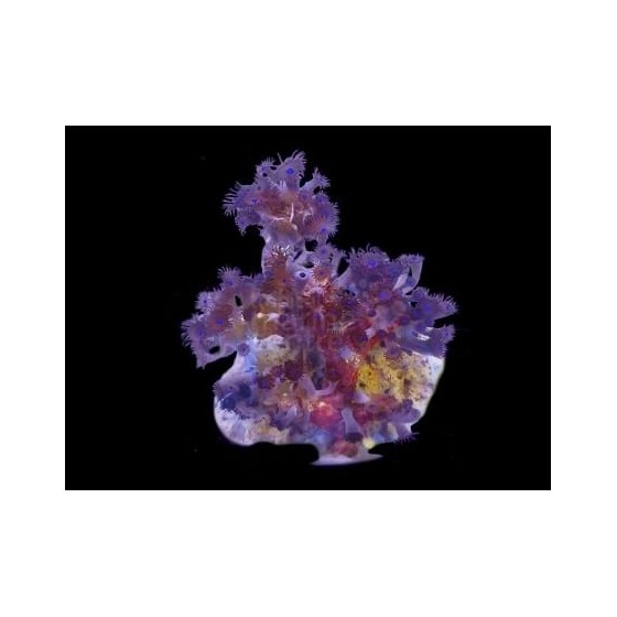 Acrozoanthus spp. - Tree Polyp