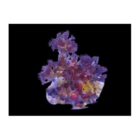 Acrozoanthus spp. - Tree Polyp