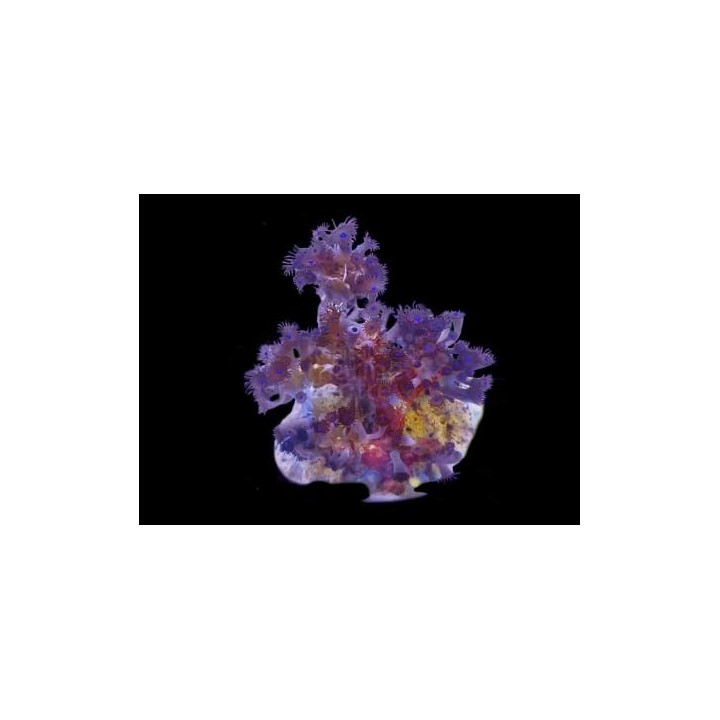 Acrozoanthus spp. - Tree Polyp