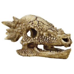 SUPERFISH SKULL T REX M - SuperFish