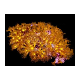 Parazoanthus spp. - Yellow Polyp