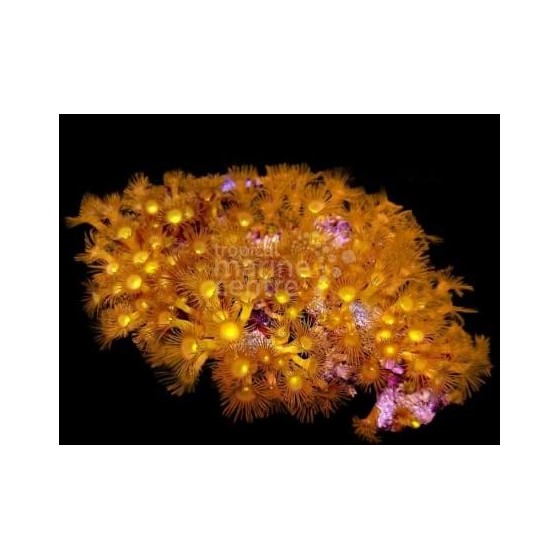 Parazoanthus spp. - Yellow Polyp