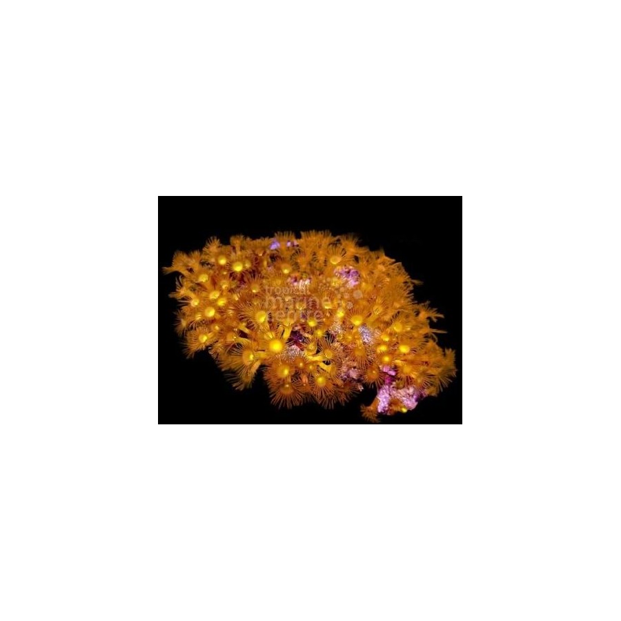 Parazoanthus spp. - Yellow Polyp