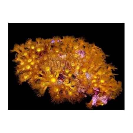 Parazoanthus spp. - Yellow Polyp