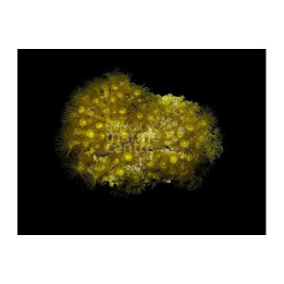 Parazoanthus spp. - Yellow Polyp - Cultured