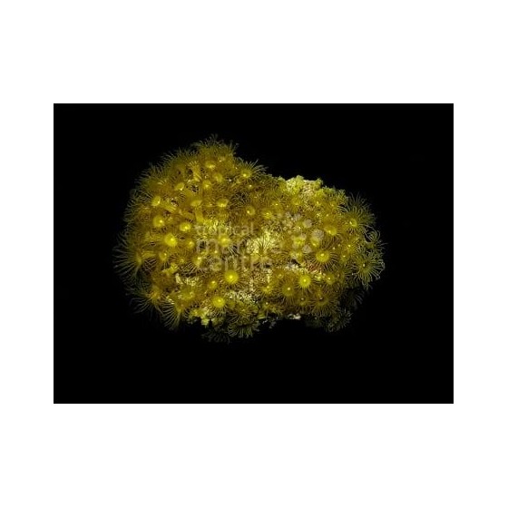 Parazoanthus spp. - Yellow Polyp - Cultured