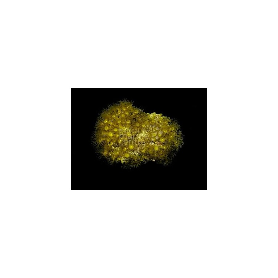 Parazoanthus spp. - Yellow Polyp - Cultured