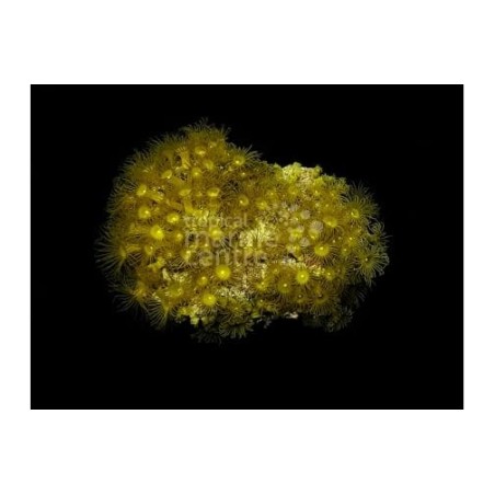 Parazoanthus spp. - Yellow Polyp - Cultured