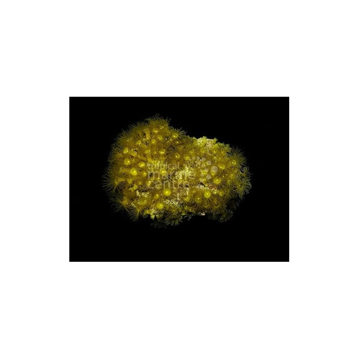 Parazoanthus spp. - Yellow Polyp - Cultured -