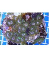 Anemonia sp. - Anemone Mushroom Rock