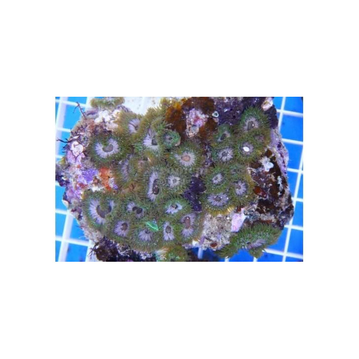 Anemonia sp. - Anemone Mushroom Rock