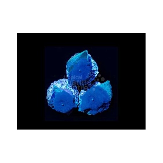 Discosoma spp. - Blue Mushroom (per polyp)