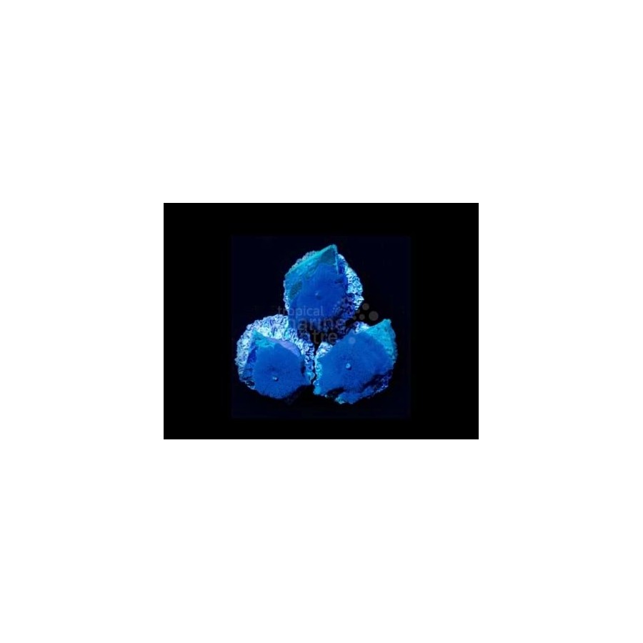 Discosoma spp. - Blue Mushroom (per polyp)