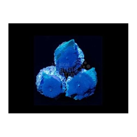 Discosoma spp. - Blue Mushroom (per polyp)