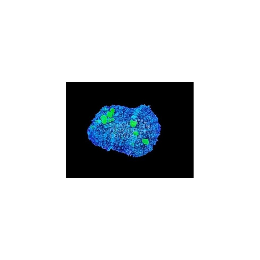 Rhodactis spp. - Bullseye (Per / Polyp) - Purple