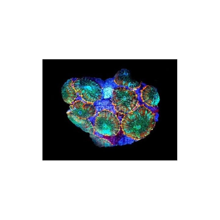 Rhodactis sp. - Bullseye Mush Rock Orange/Red Marble -