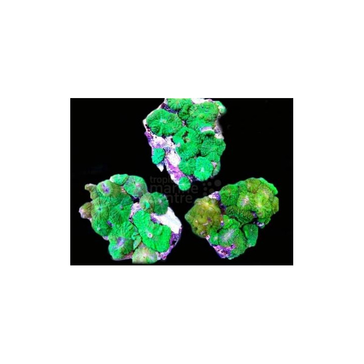 Discosoma spp. - Coloured Mushroom Rock