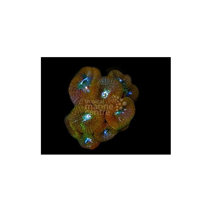 Discosoma spp. - Coloured Mushroom Rock