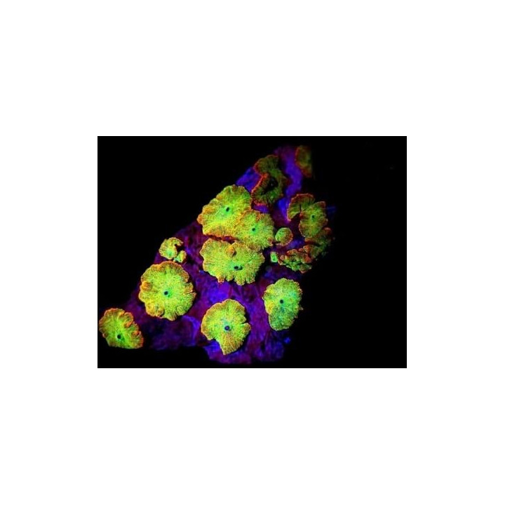 Discosoma spp. - Coloured Mushroom Rock
