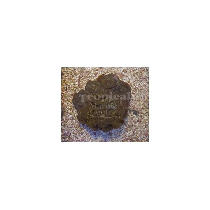 Discosoma spp. - Common Mushroom Rock