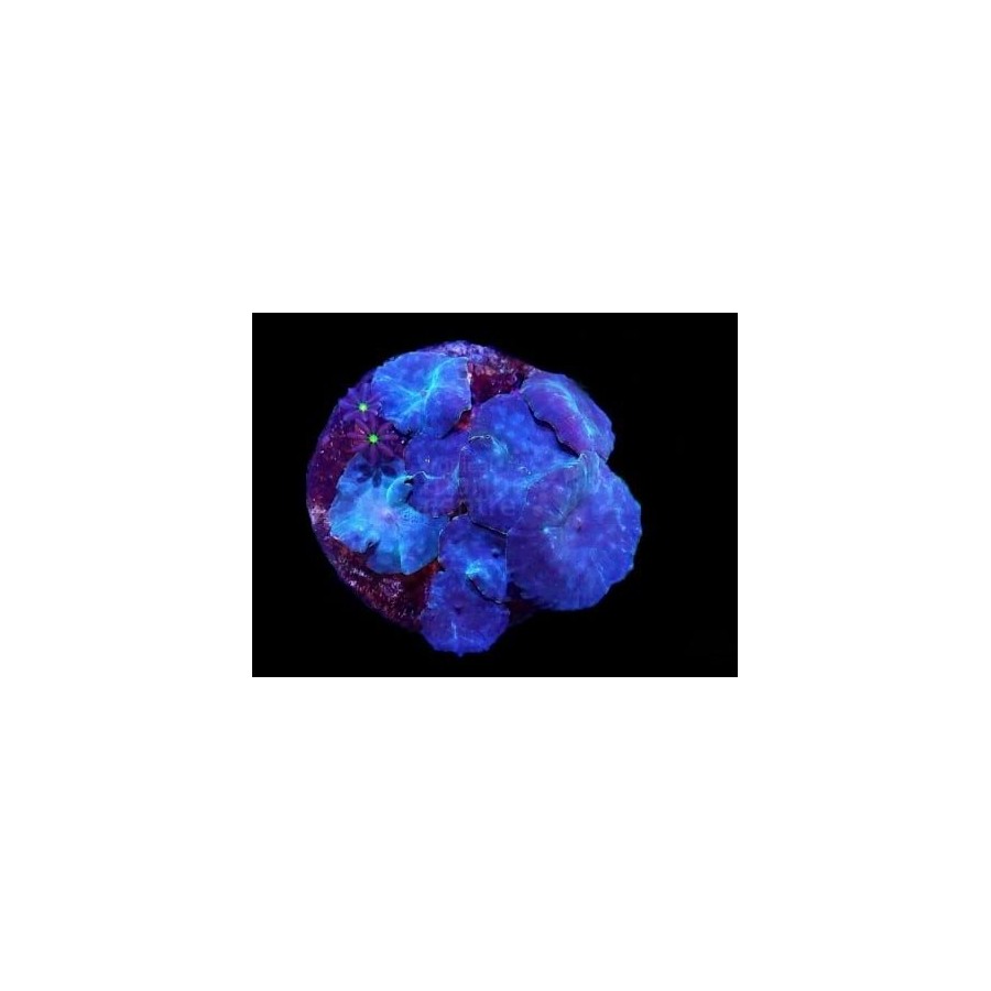 Discosoma spp. - Cultured Mushroom Rock - Blue